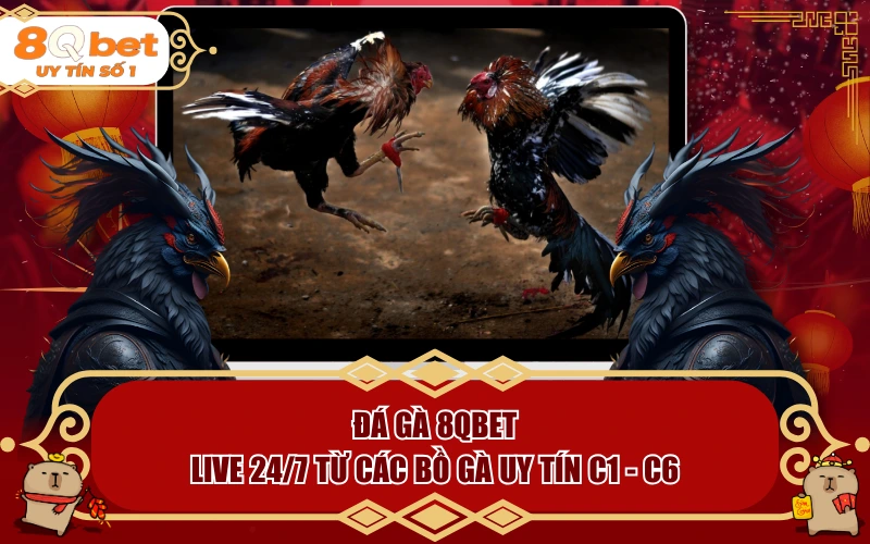 Đá Gà 8QBET | Live 24/7 Từ Các Bồ Gà Uy Tín Từ C1 Đến C6 - fohebi.pro