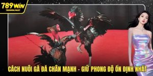 Đá Gà 789WIN – Sân Chơi Cá Cược Hot Cho Dân Đam Mê Gà  - fohebi.pro