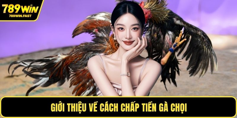 Cách Chấp Tiền Gà Chọi - Kinh Nghiệm Từ Cao Thủ Cá Cược - fohebi.pro