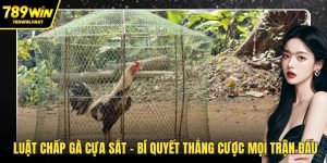 Đá Gà 789WIN – Sân Chơi Cá Cược Hot Cho Dân Đam Mê Gà  - fohebi.pro