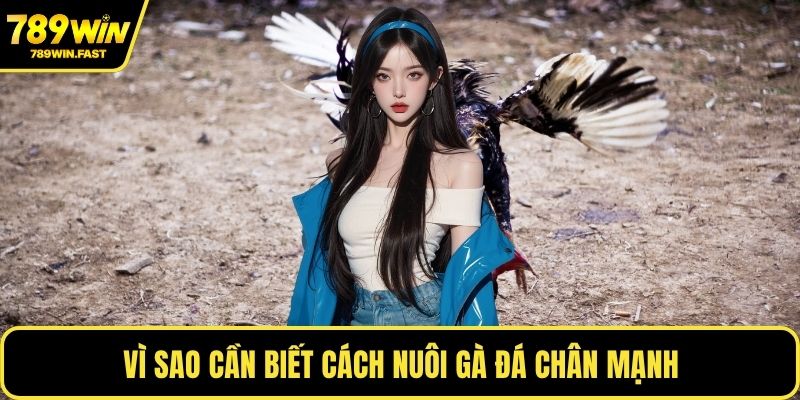 Cách Nuôi Gà Đá Chân Mạnh - Giữ Phong Độ Ổn Định Nhất - fohebi.pro Cách Nuôi Gà Đá Chân Mạnh - Giữ Phong Độ Ổn Định Nhất - fohebi.pro