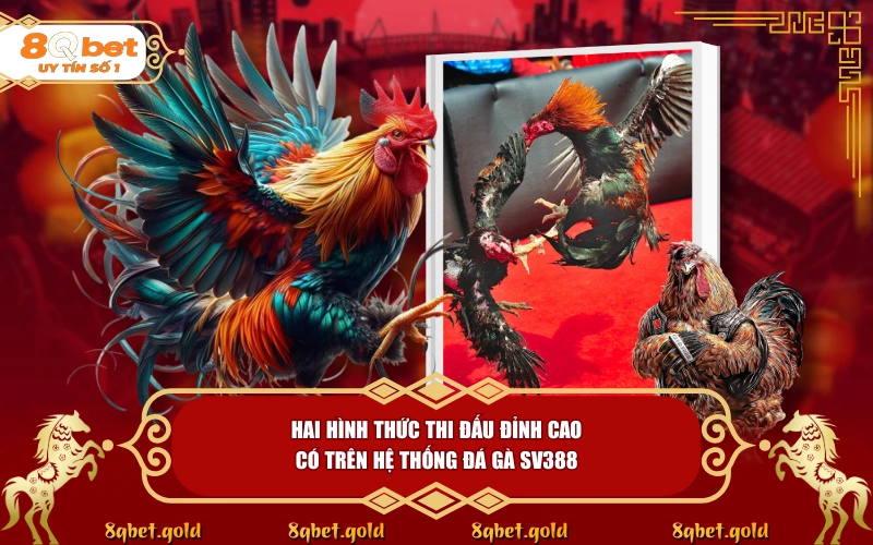 Đá Gà SV388: Giải Mã Sức Hút Của Nền Tảng Trực Tiếp Hàng Đầu - fohebi.pro Đá Gà SV388: Giải Mã Sức Hút Của Nền Tảng Trực Tiếp Hàng Đầu - fohebi.pro